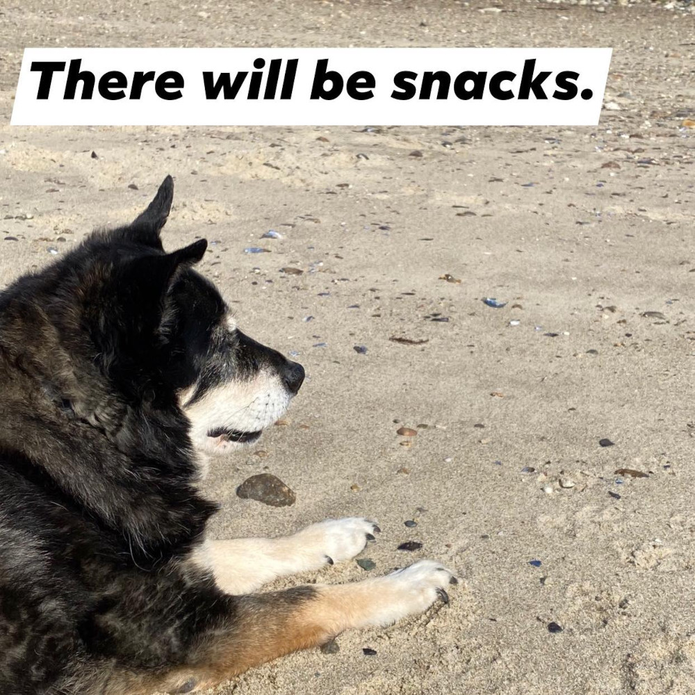 Olive (a dog) at the beach waiting for a snack